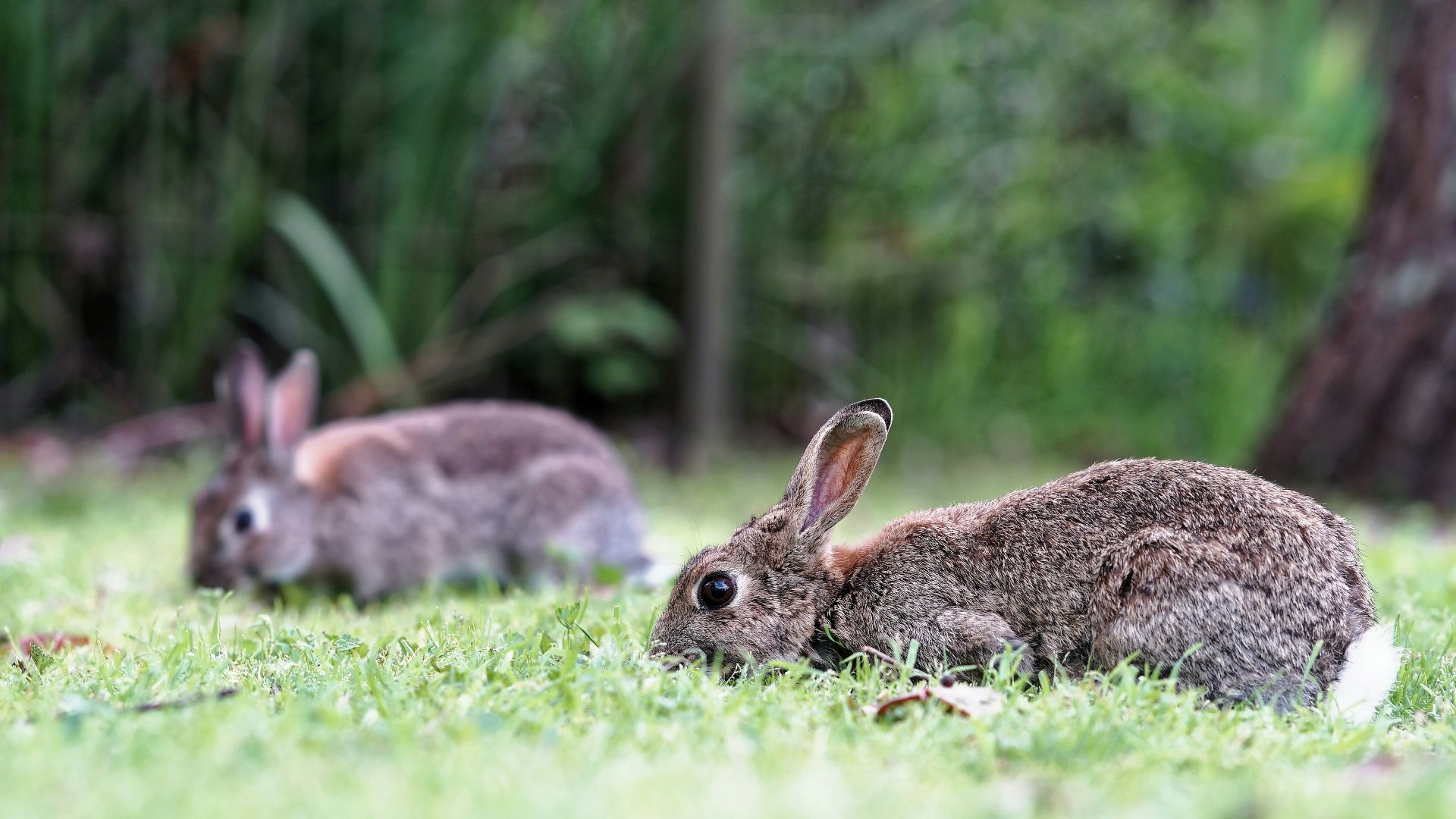 19. L'Australie a clôturé, empoisonné et infecté ses lapins