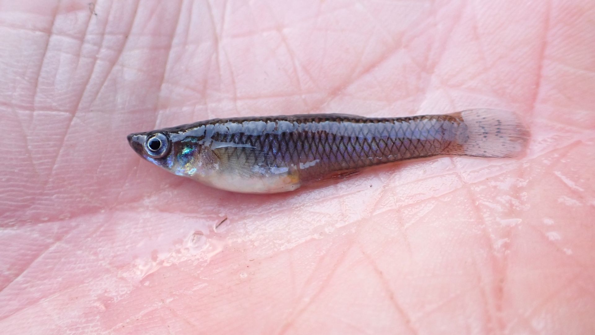 6. Les poissons anti-moustiques ont été introduits dans le monde entier pour lutter contre le paludisme