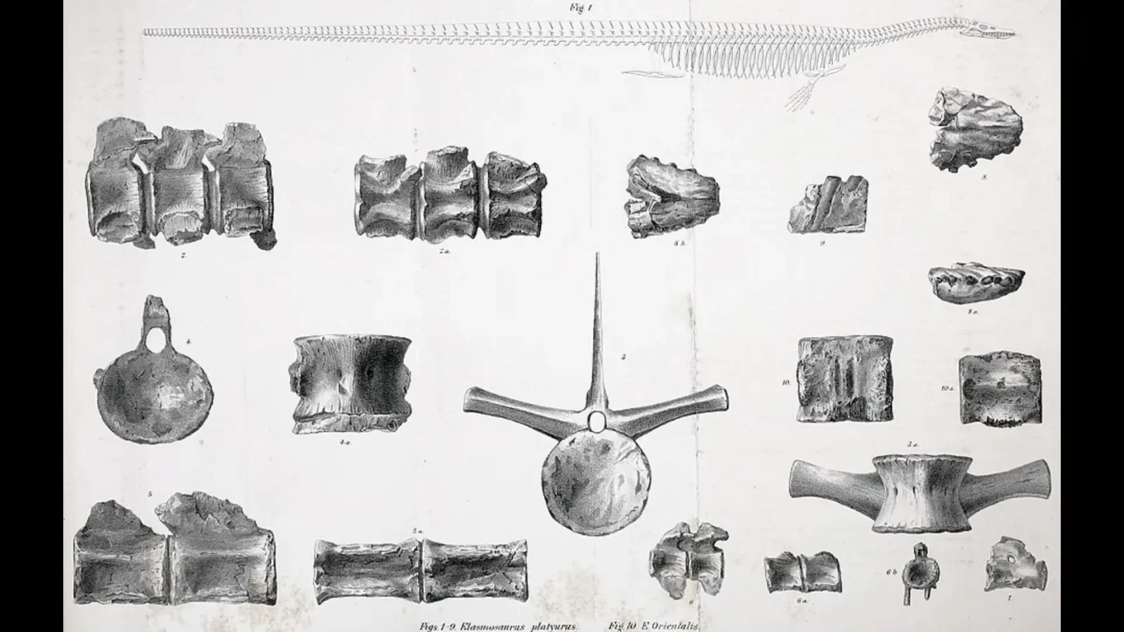8. Edward Drinker Cope Mounted A Sea Reptile's Skull On Its Tail