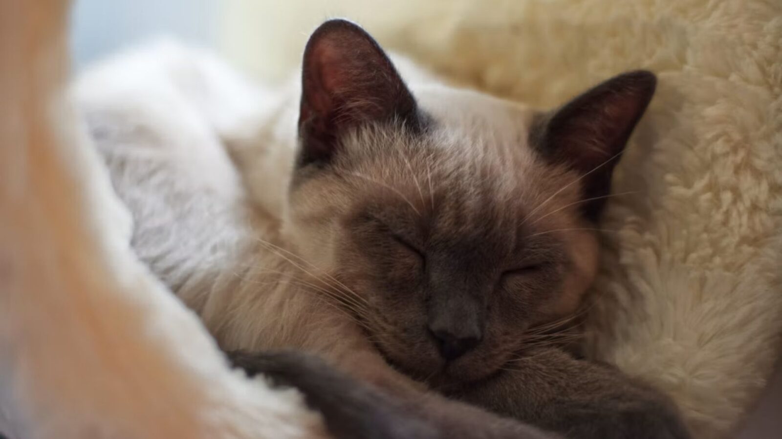 17. A Kitten Named Marcus Eased The Pressure
