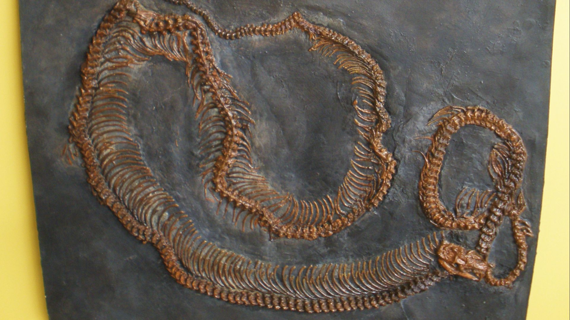 18. Le fossile à trois niveaux