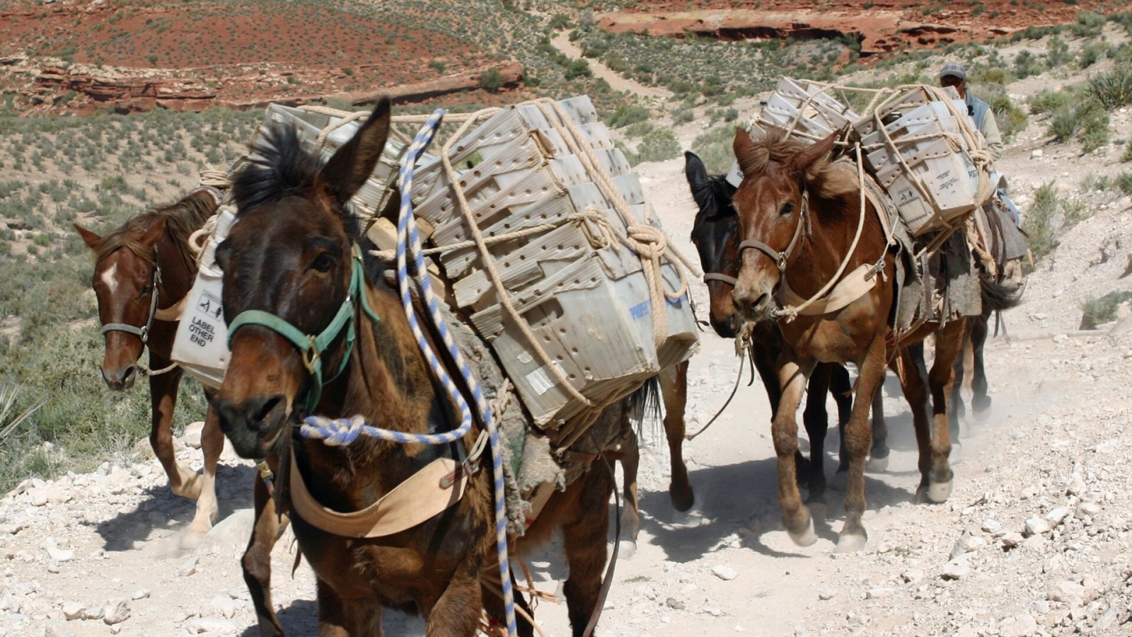 2. Des mules continuent d'acheminer le courrier jusqu'au fond du Grand Canyon