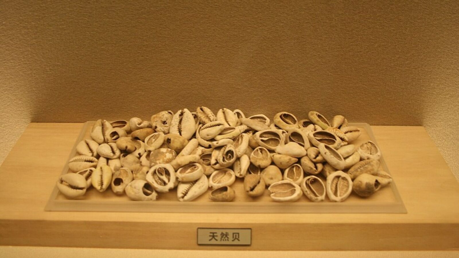 9. Une monnaie à base de coquillages en circulation depuis 3 500 ans