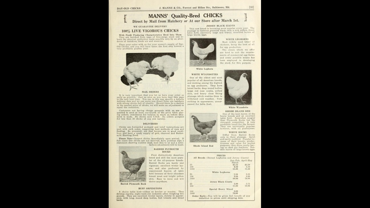 20. Day-Old Chicks Rode The Mail To Farms Across The Country