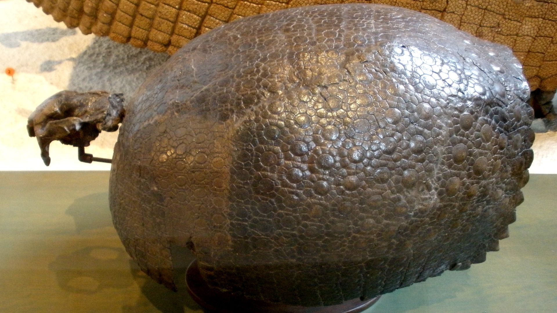 17. Glyptodonte