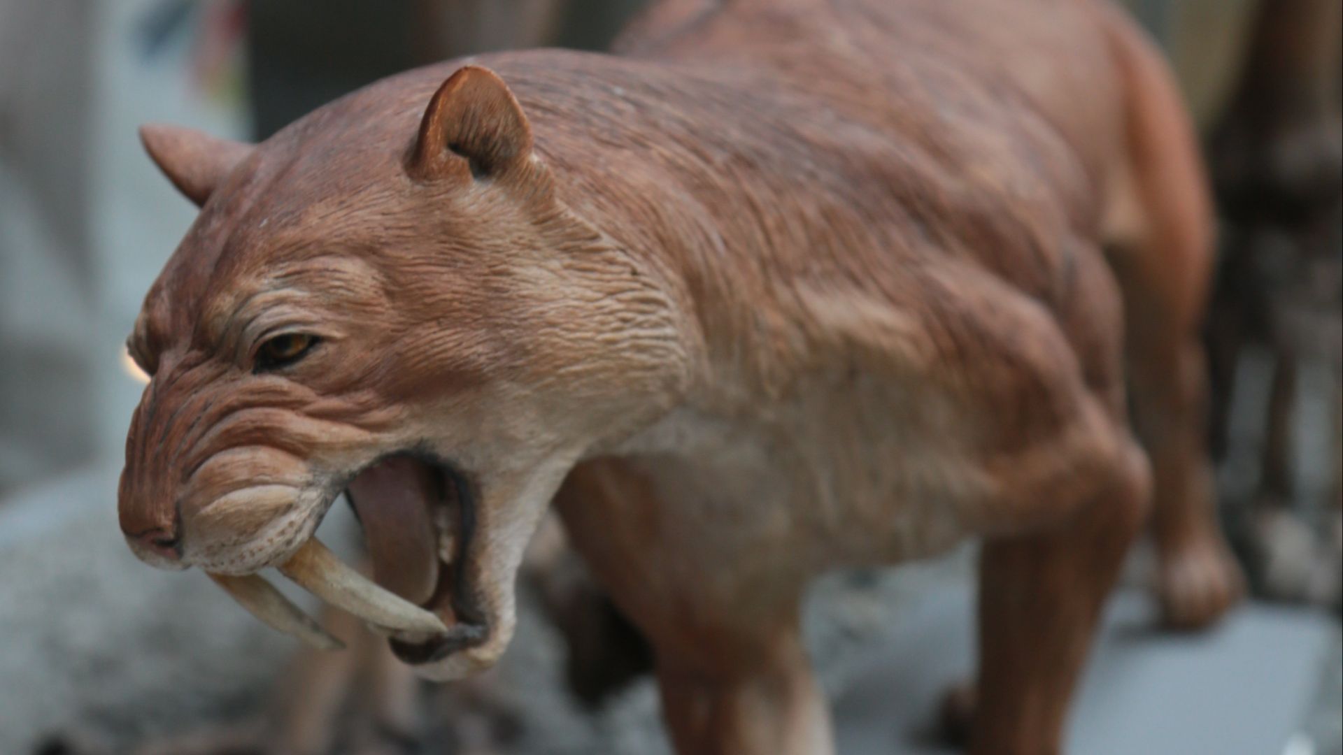 12. Le tigre à dents de sabre