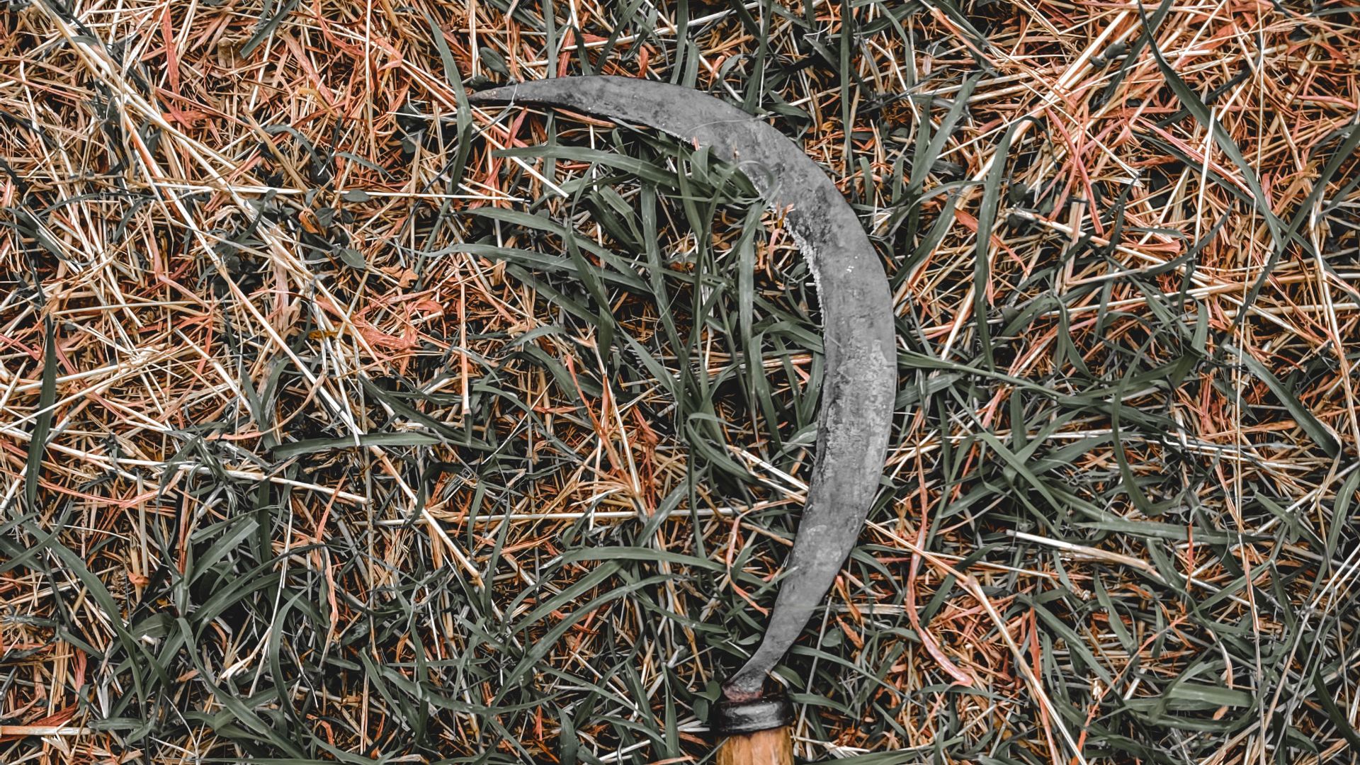 4. À la recherche d'un meurtrier parmi les outils agricoles