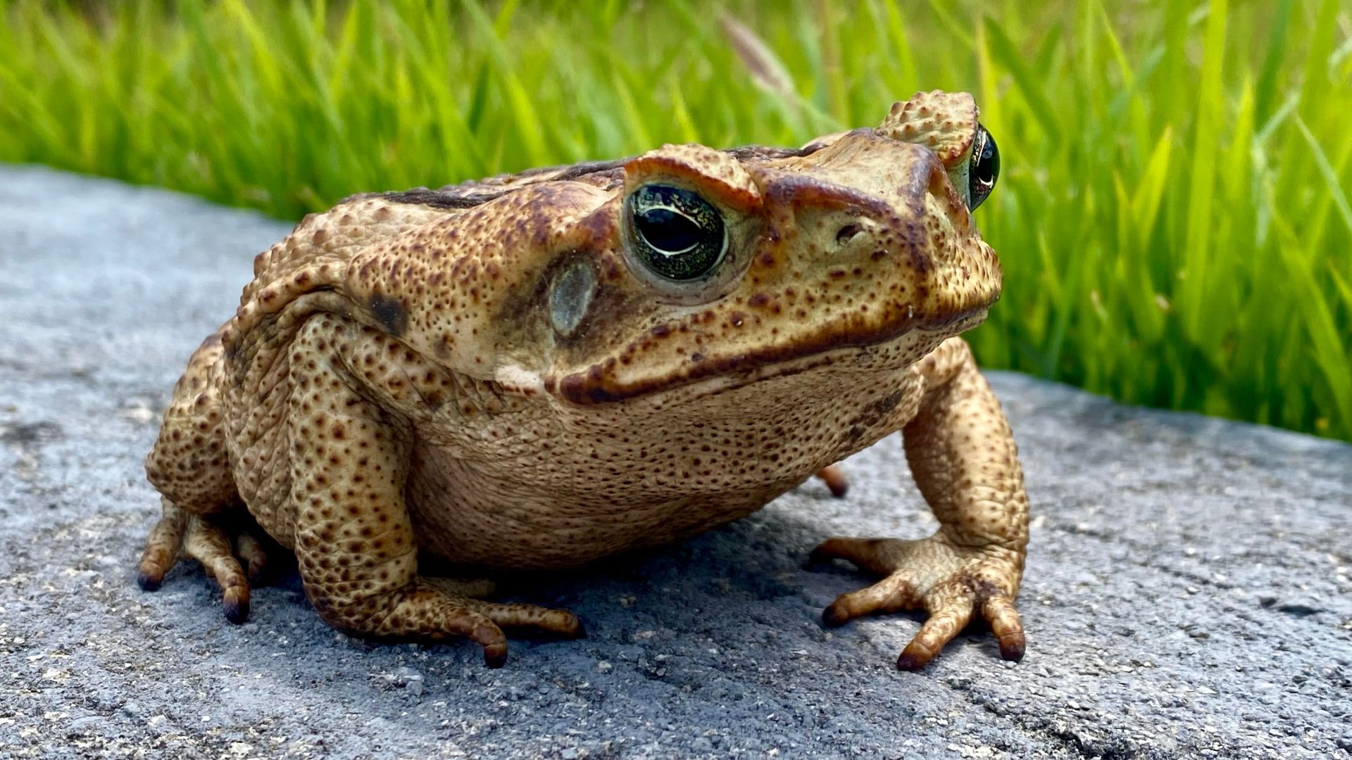 1. Les crapauds buffles n'ont pas pu atteindre le coléoptère pour lequel ils avaient été importés
