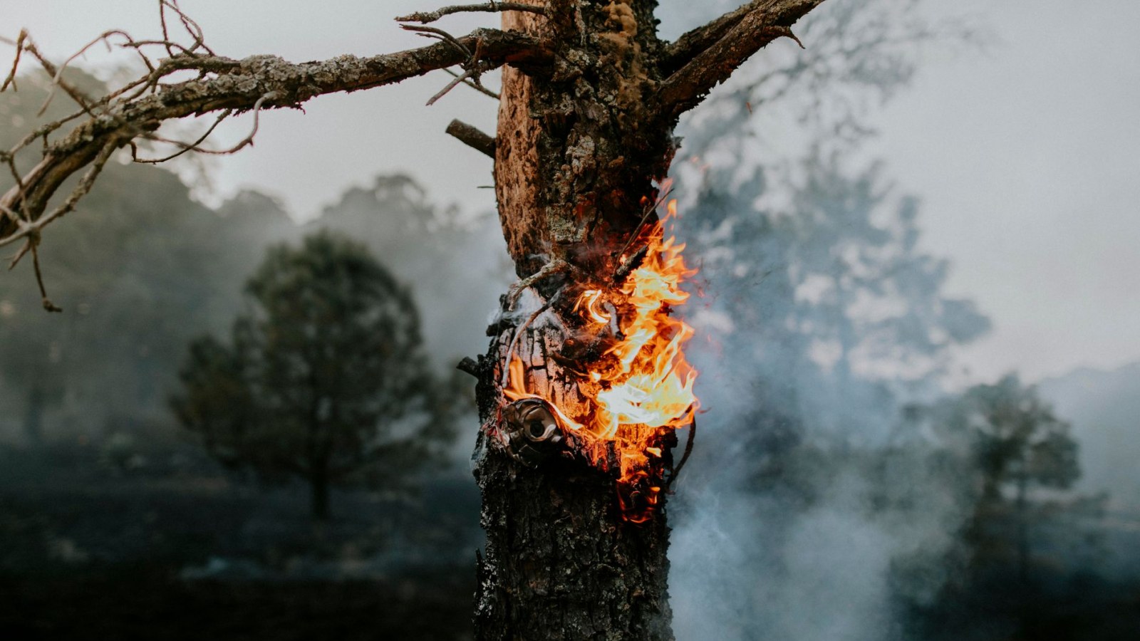 19. First Americans Used Controlled Burns To Engineer The Land