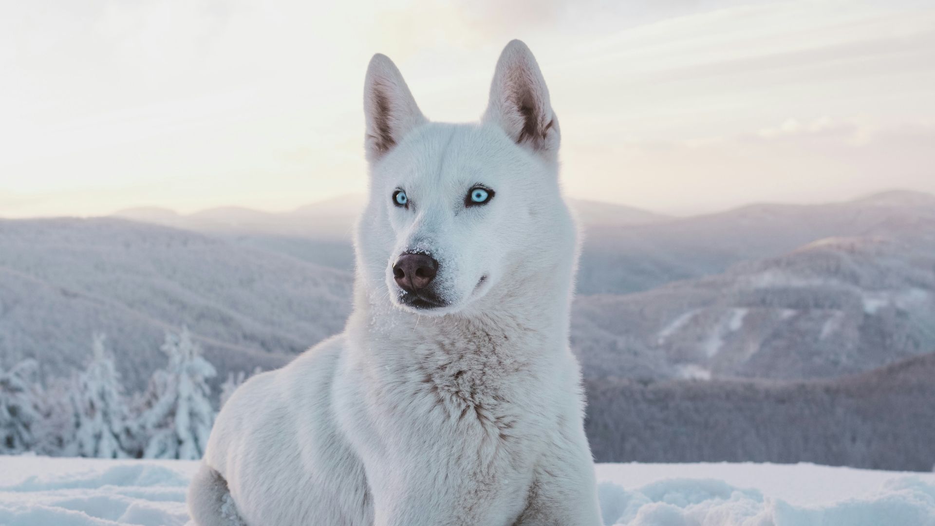20. L'émission a provoqué une crise chez les Huskies