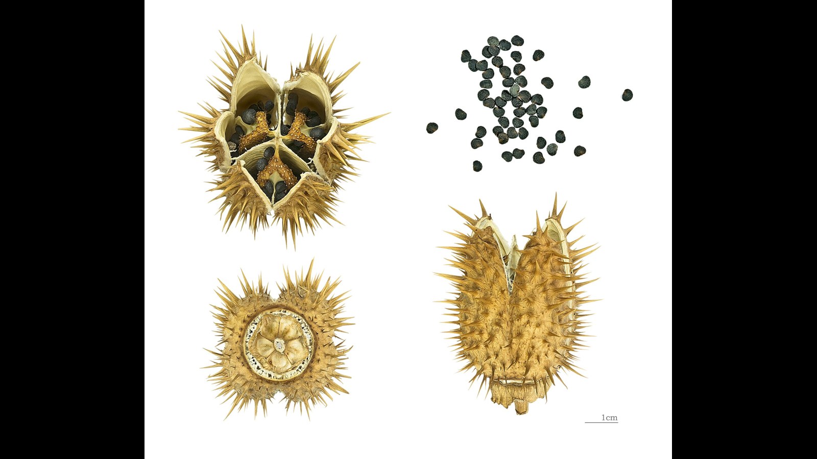 6. Asthmador : des « cigarettes » à base de plantes toxiques pour traiter l'asthme
