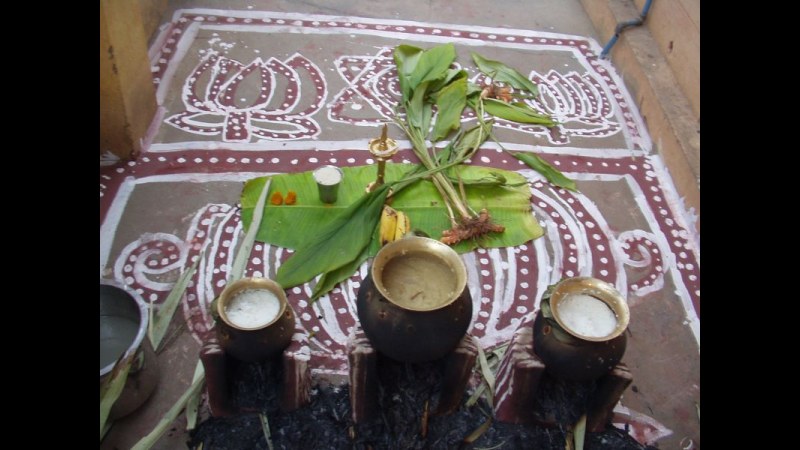 7. Les familles tamoules laissent le riz déborder pour remercier le soleil de Pongal