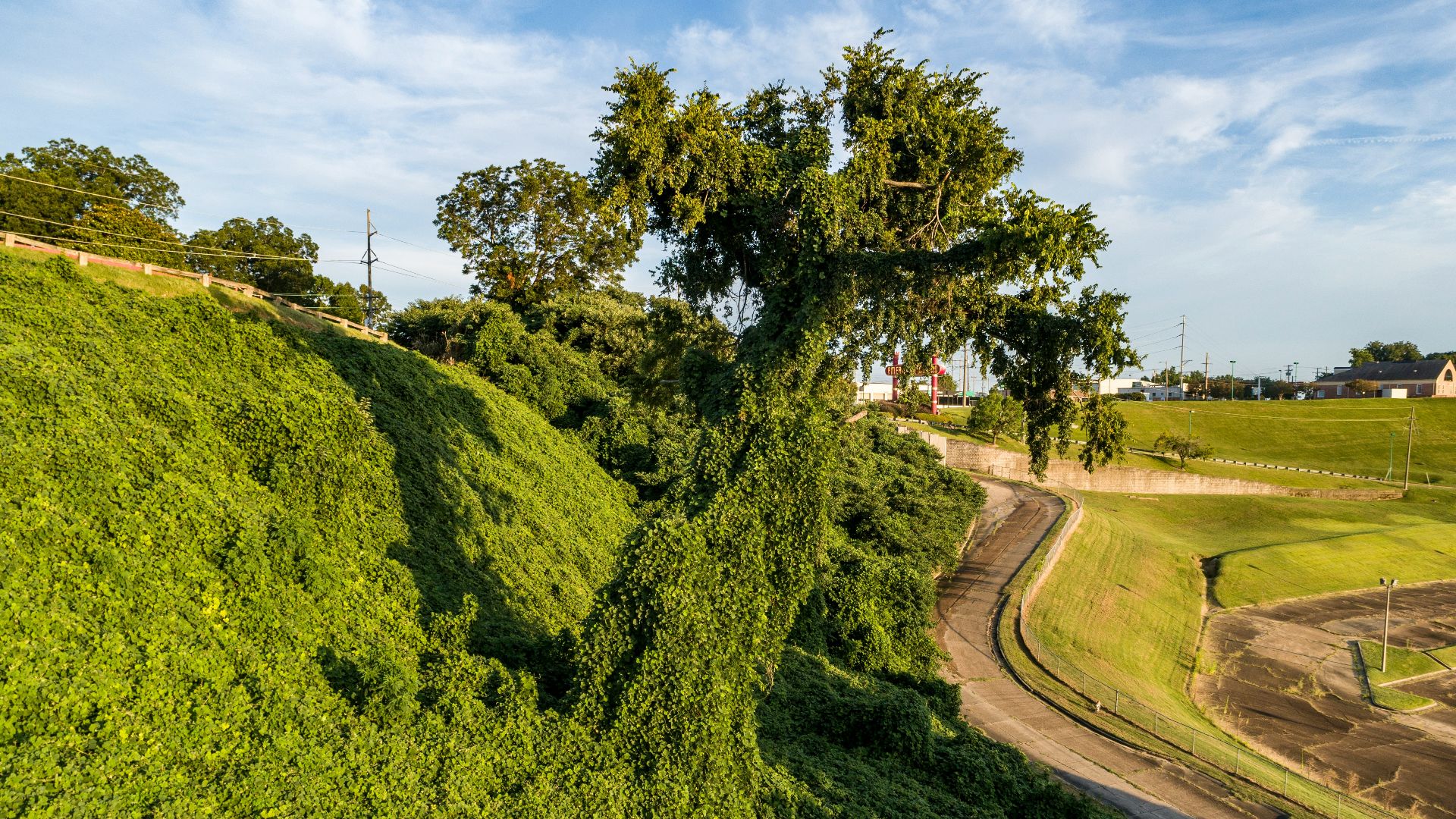 10. Le gouvernement américain a versé des subventions aux agriculteurs pour qu'ils plantent du kudzu