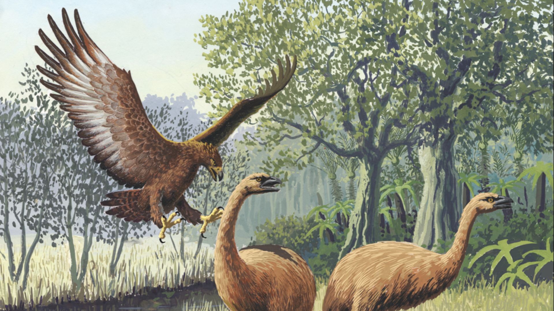 20. L'aigle de Haast tuait des moas bien plus grands que lui