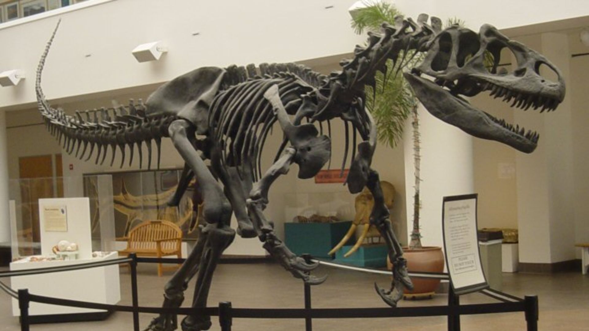 8. L'Allosaurus régnait sur les plaines inondables du Jurassique supérieur