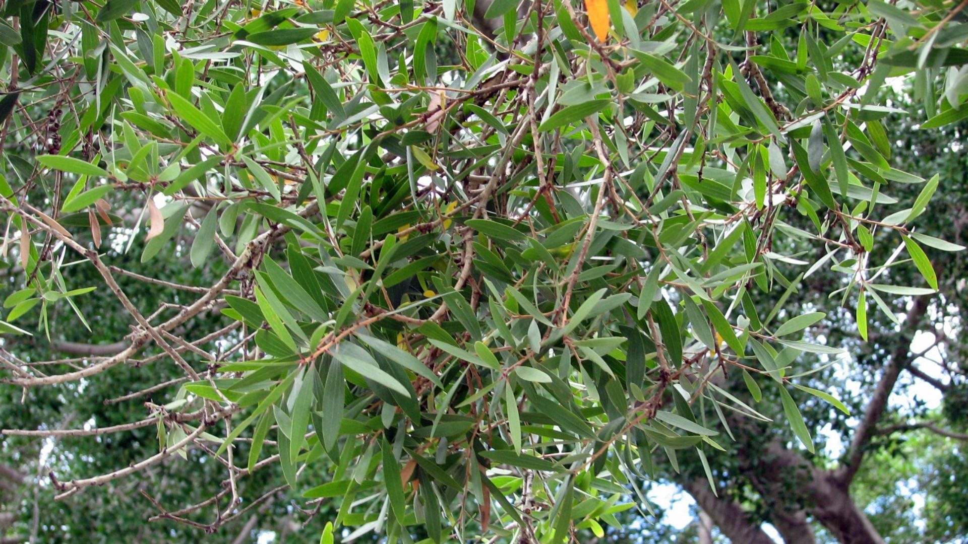 11. On a planté des melaleucas pour assécher les Everglades