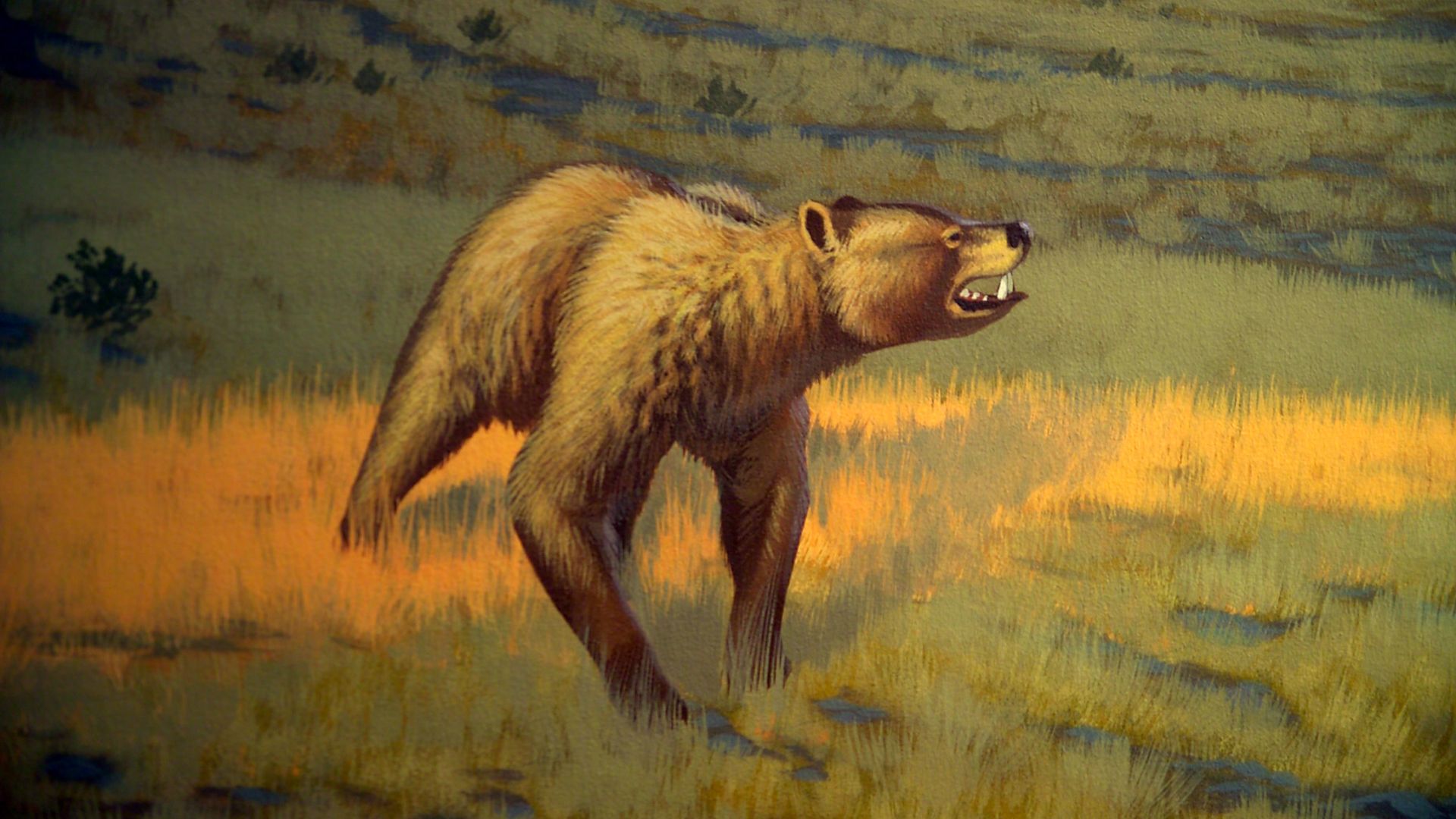 14. L'ours à museau court
