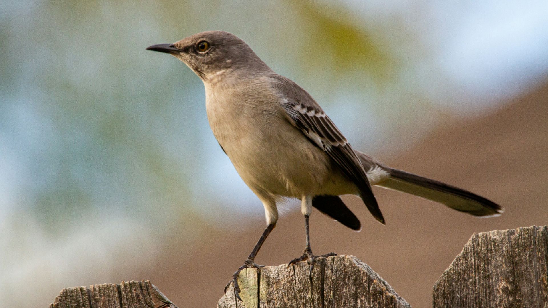 1. Ne tirez pas sur l'oiseau moqueur