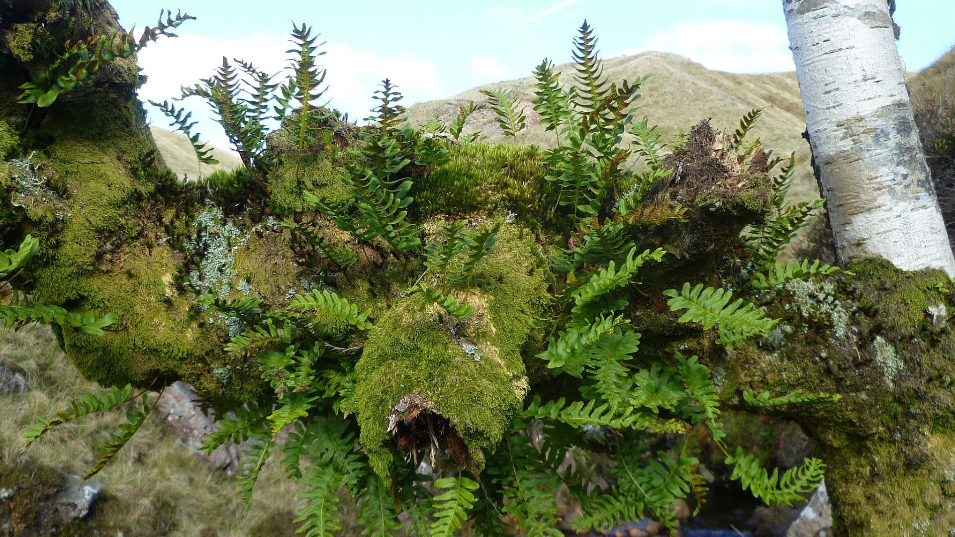 9. Placer des branches de sorbier au-dessus des portes