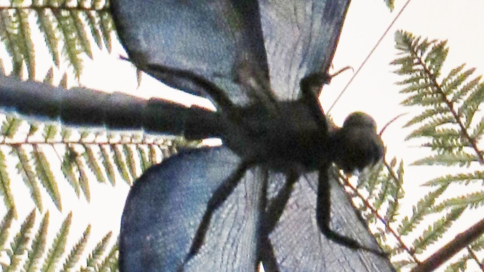 10. Meganeura