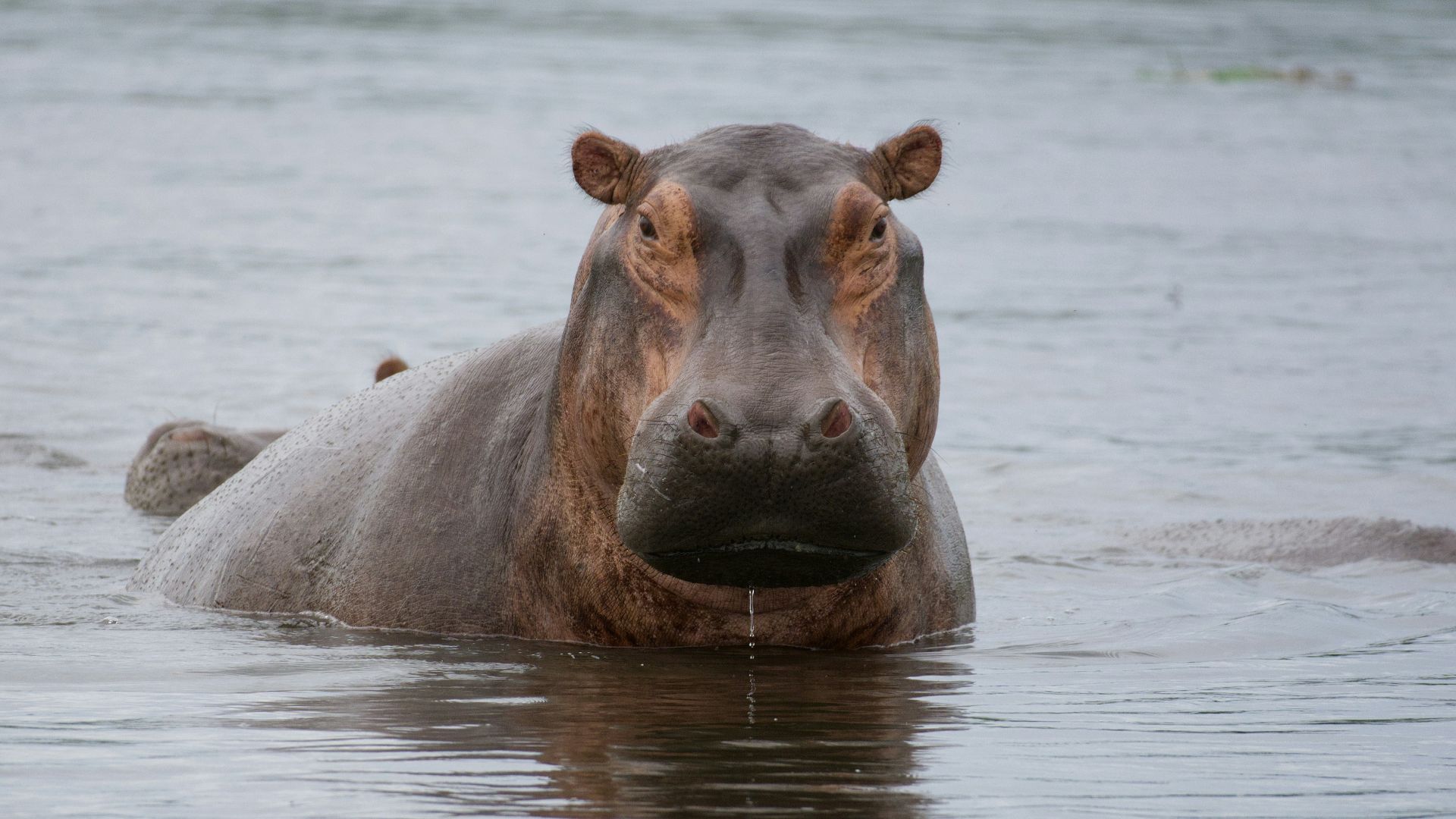 8. La Colombie n'arrive pas à se débarrasser des hippopotames d'Escobar