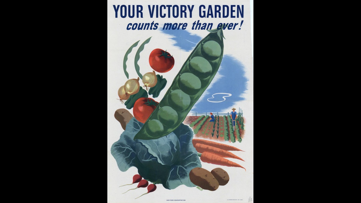 15. Les graines de carotte et de tomate ont rejoint le comptoir « Seconde Guerre mondiale »
