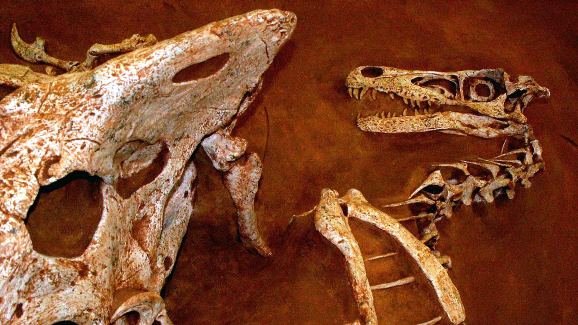 1. Les dinosaures combattants