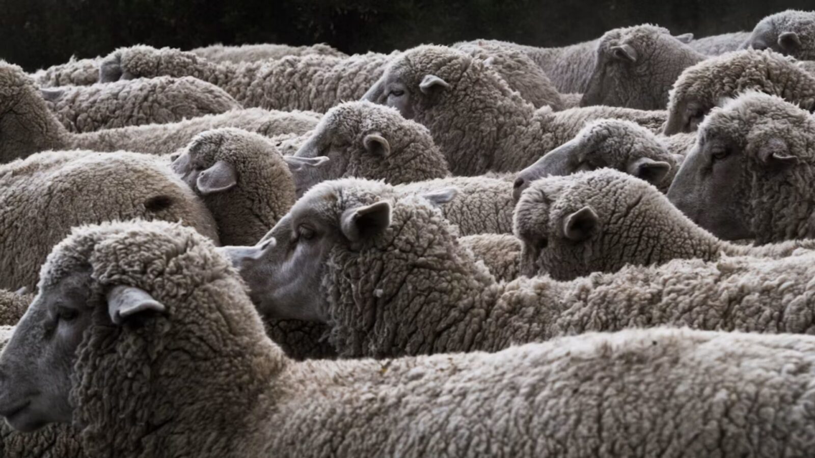4. He Had A Royal Sheep-Smuggling Operation