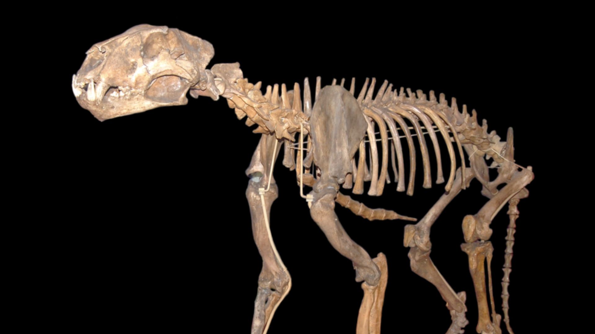 3. Le lion des cavernes