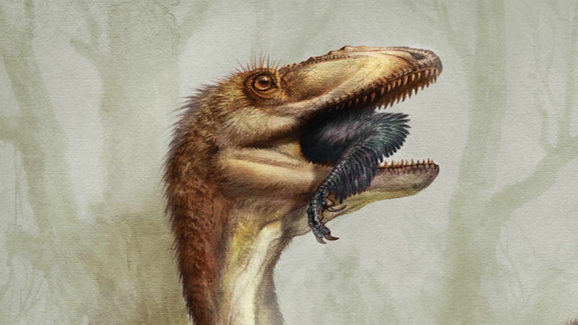 9. Sinocalliopteryx