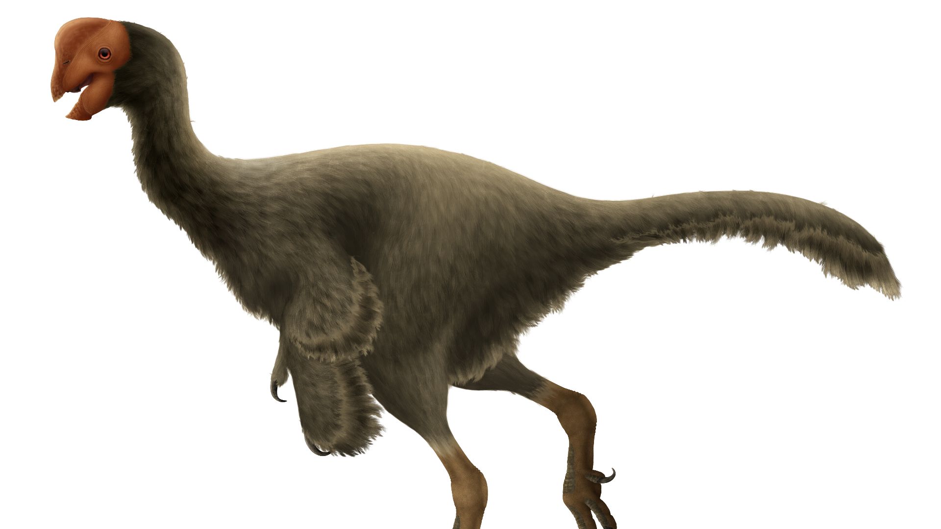9. L'Oviraptor était accusé de voler des œufs