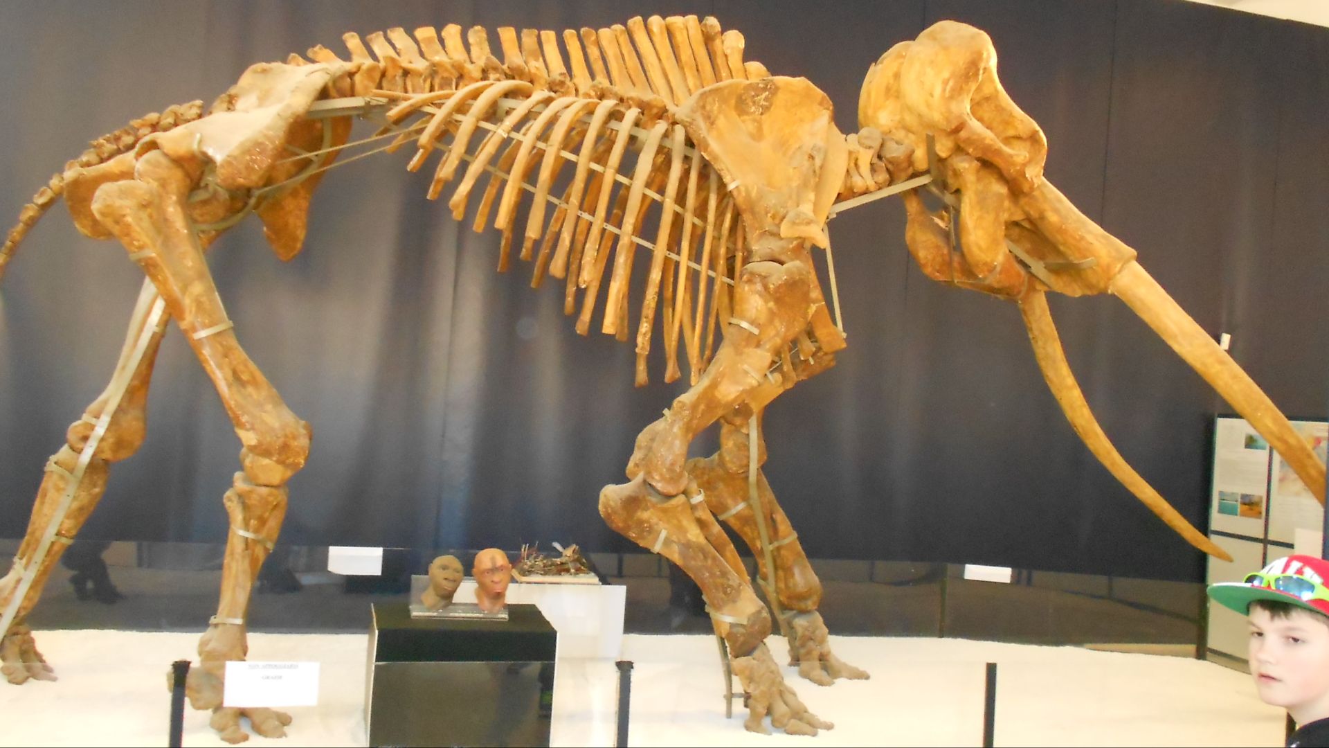 10. Éléphant à défenses droites
