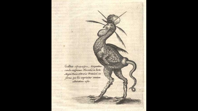 16. La cockatrice n'était en réalité qu'un simple serpent