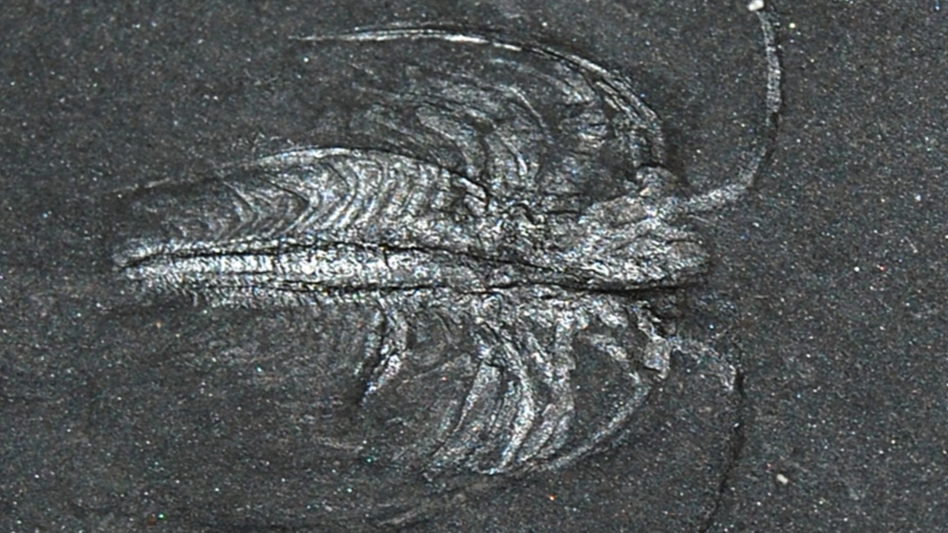 5. Marrella