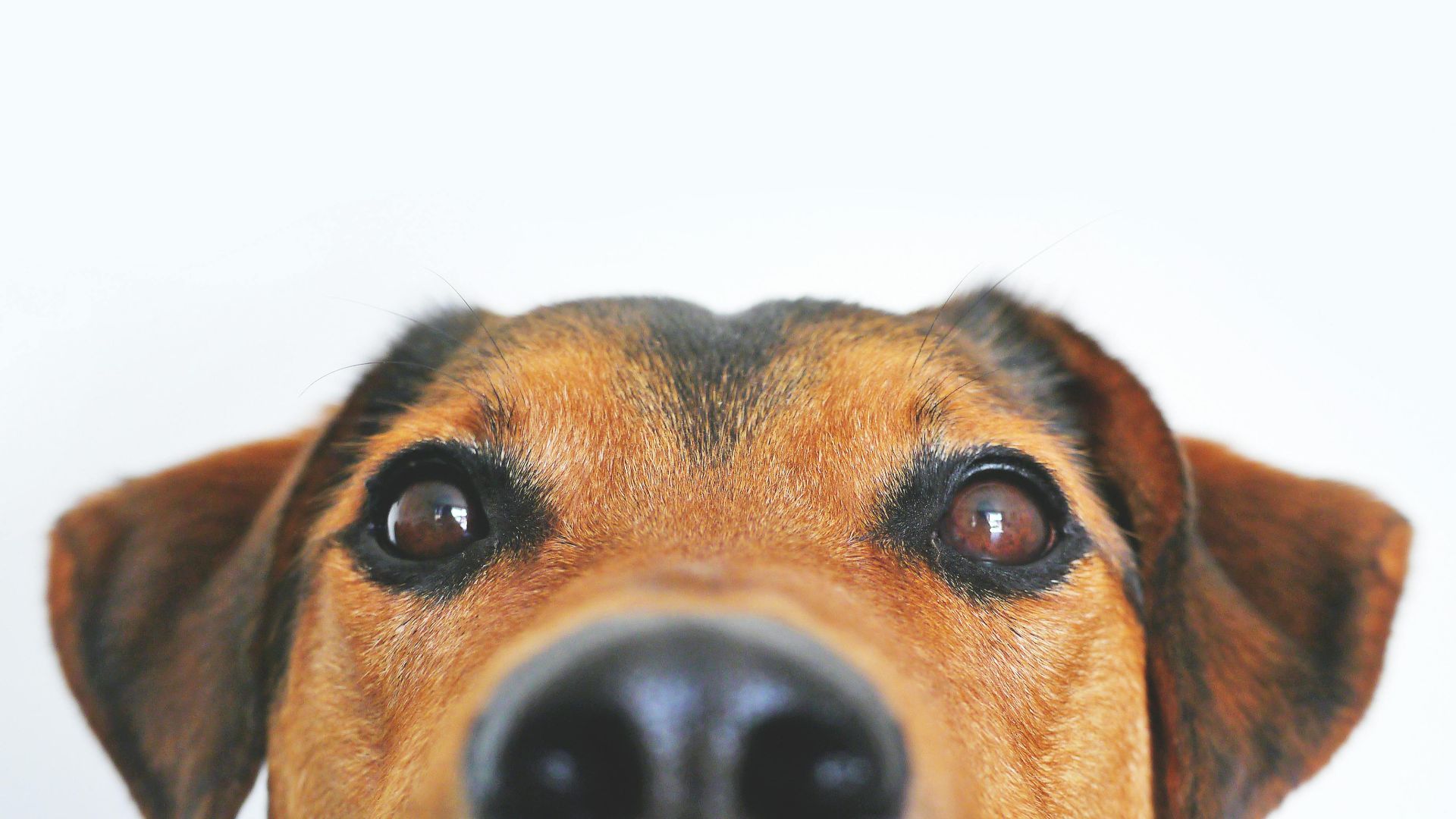 14. Les anciens humains élevaient des animaux de compagnie