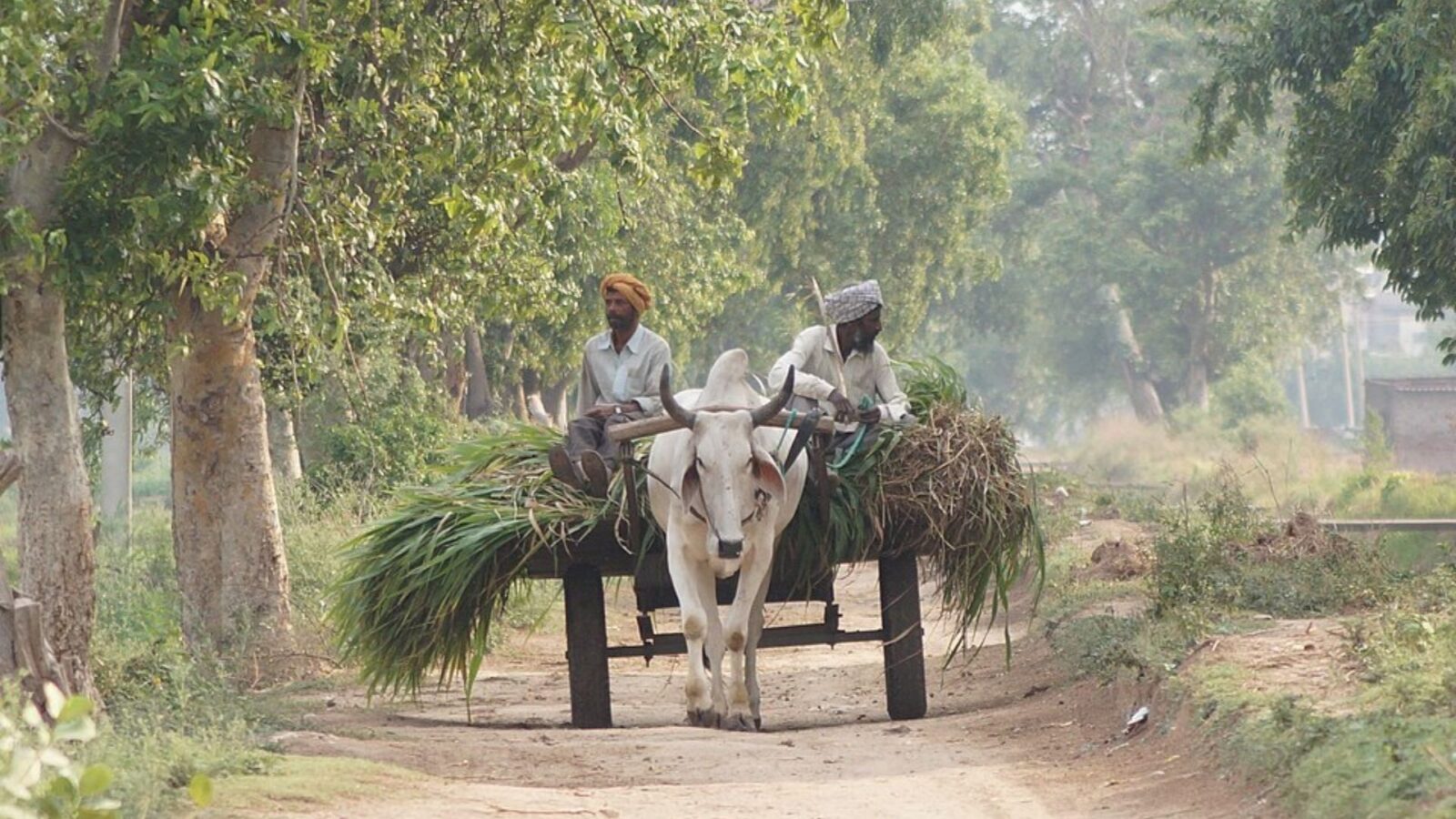 12. Pendant des décennies, ce sont des charrettes tirées par des bœufs qui ont transporté le courrier le plus lourd de l'Inde