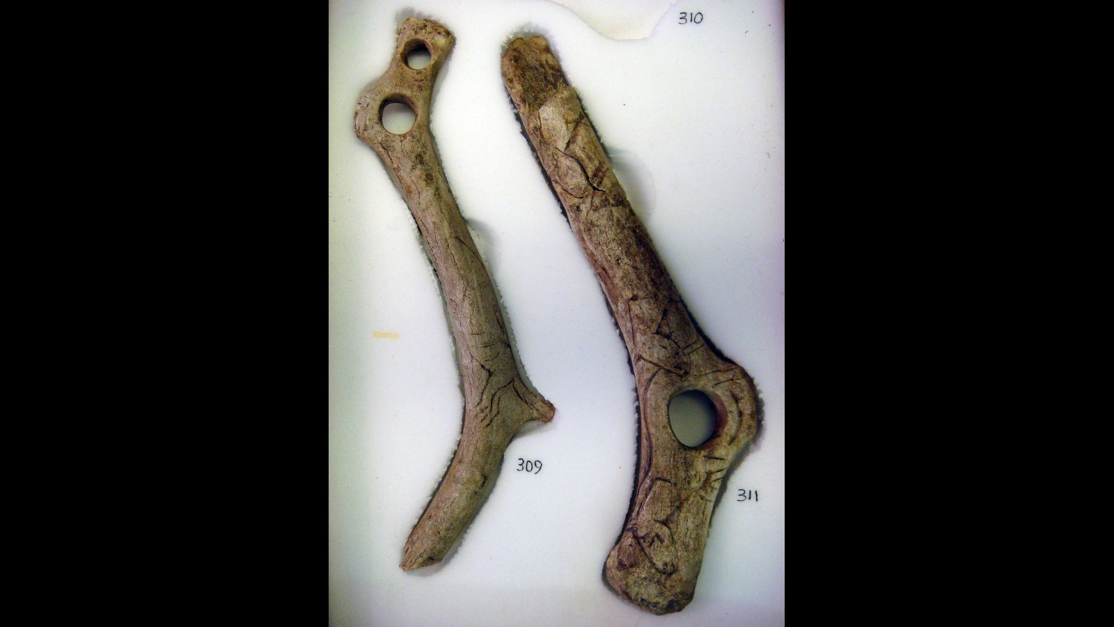 19. Ice Age Hunters Carved Antler Batons With A Hidden Job