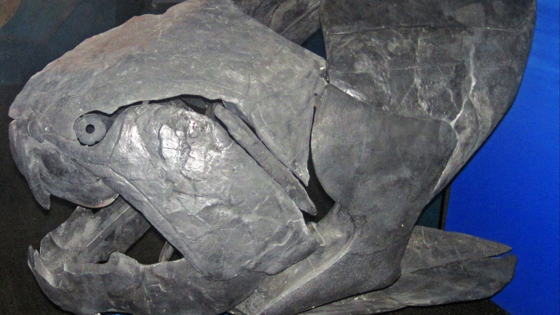 3. Le Dunkleosteus ouvrait la bouche en 20 millisecondes