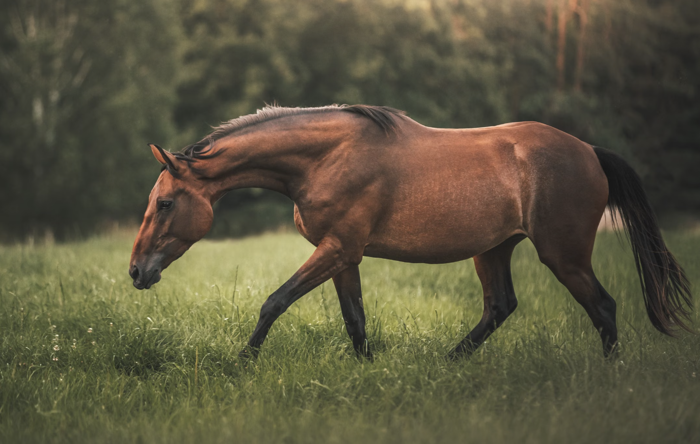 3. Horses Actually Evolved In North America Long Before The Spanish Arrived
