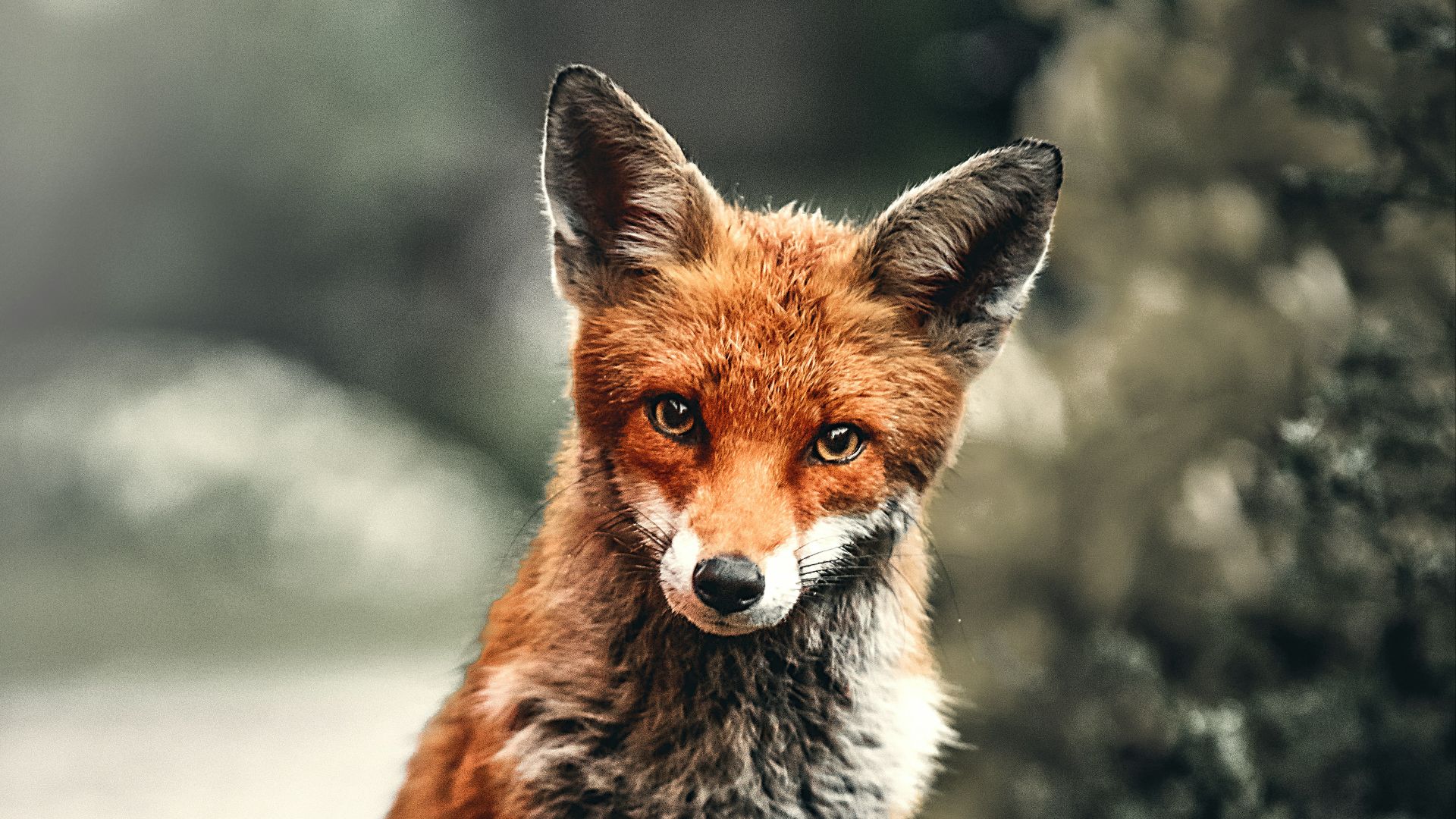 6. La Tasmanie a dépensé 50 millions de dollars pour chasser des renards que personne ne parvenait à trouver