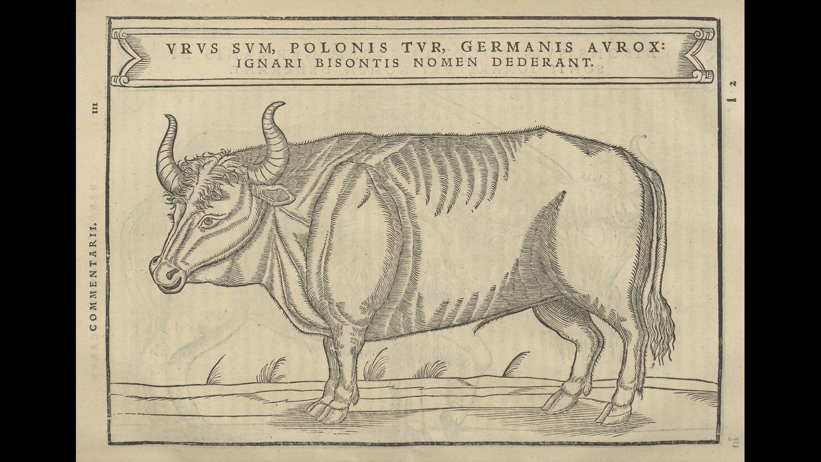 7. Comment un bœuf sauvage s'est transformé en licorne