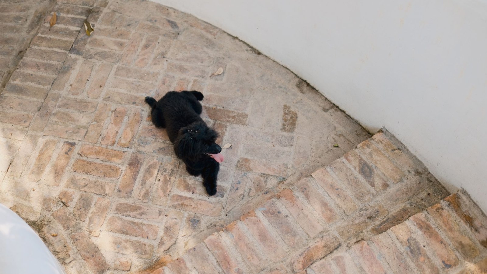 9. Un caniche a hérité de la chambre, mais pas de l'acte de propriété