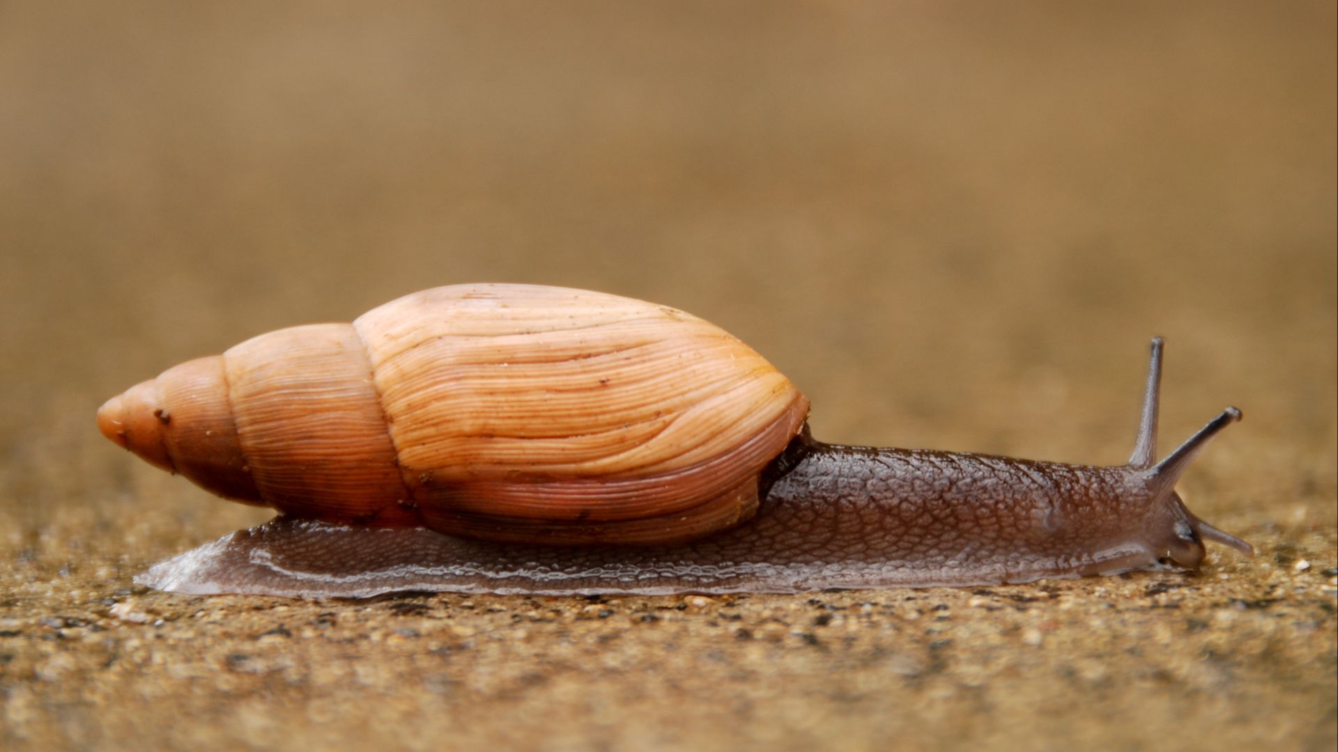 3. Un escargot carnivore a été lâché pour manger un autre escargot