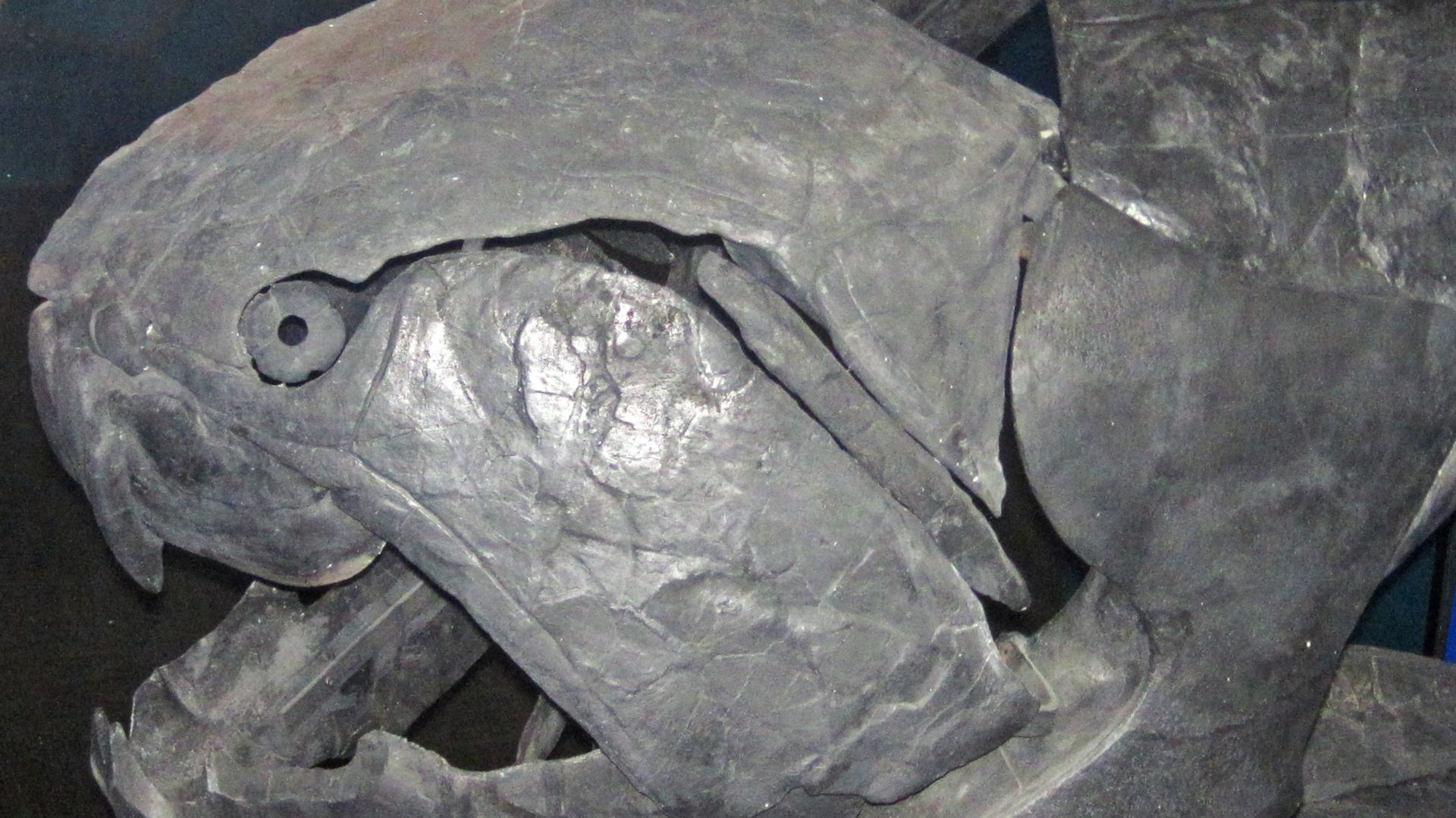8. Dunkleosteus