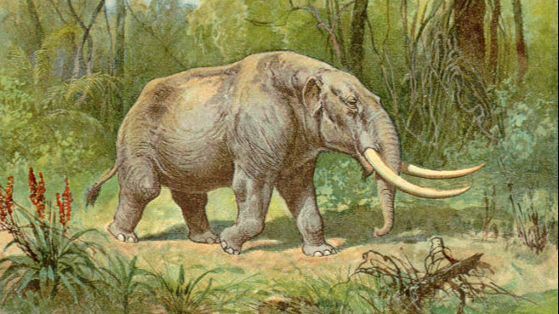 15. Le mastodonte américain