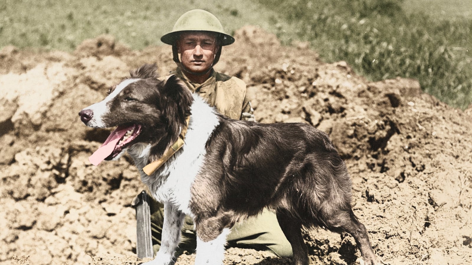 20 Times Animals Became History’s Most Unlikely Messengers