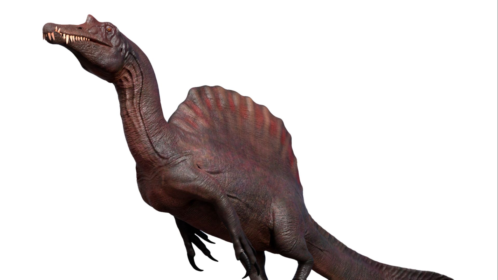 9. Le Spinosaurus nageait à la poursuite des poissons grâce à sa queue en forme de rame