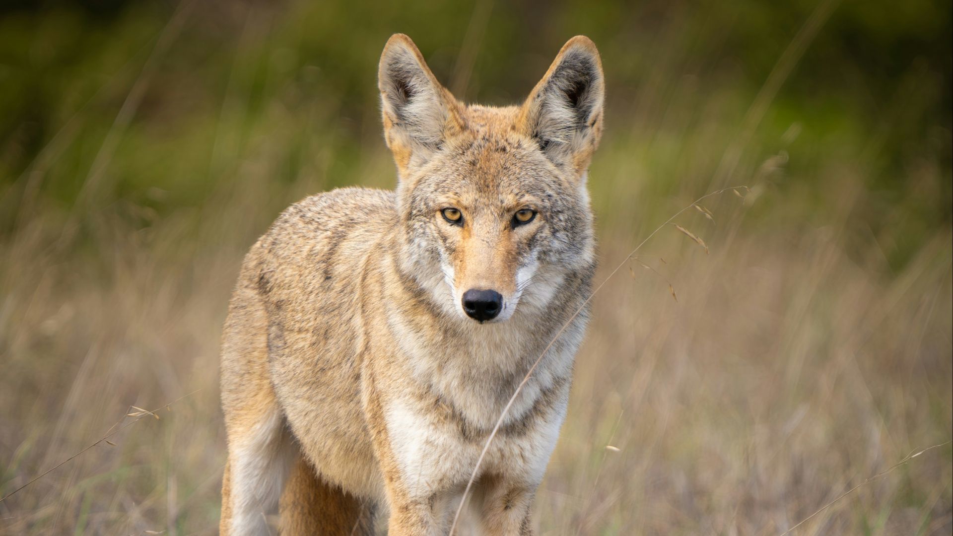 11. Un siècle d'abattage des coyotes a élargi leur aire de répartition