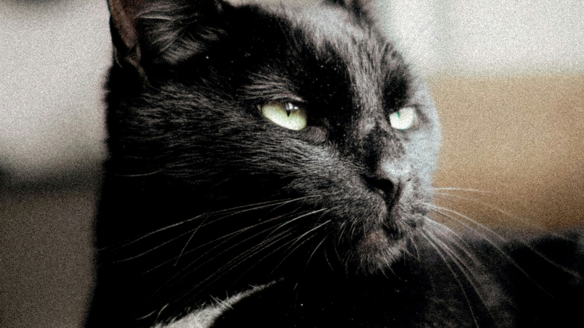 6. Cacher des chats à l'intérieur des bâtiments