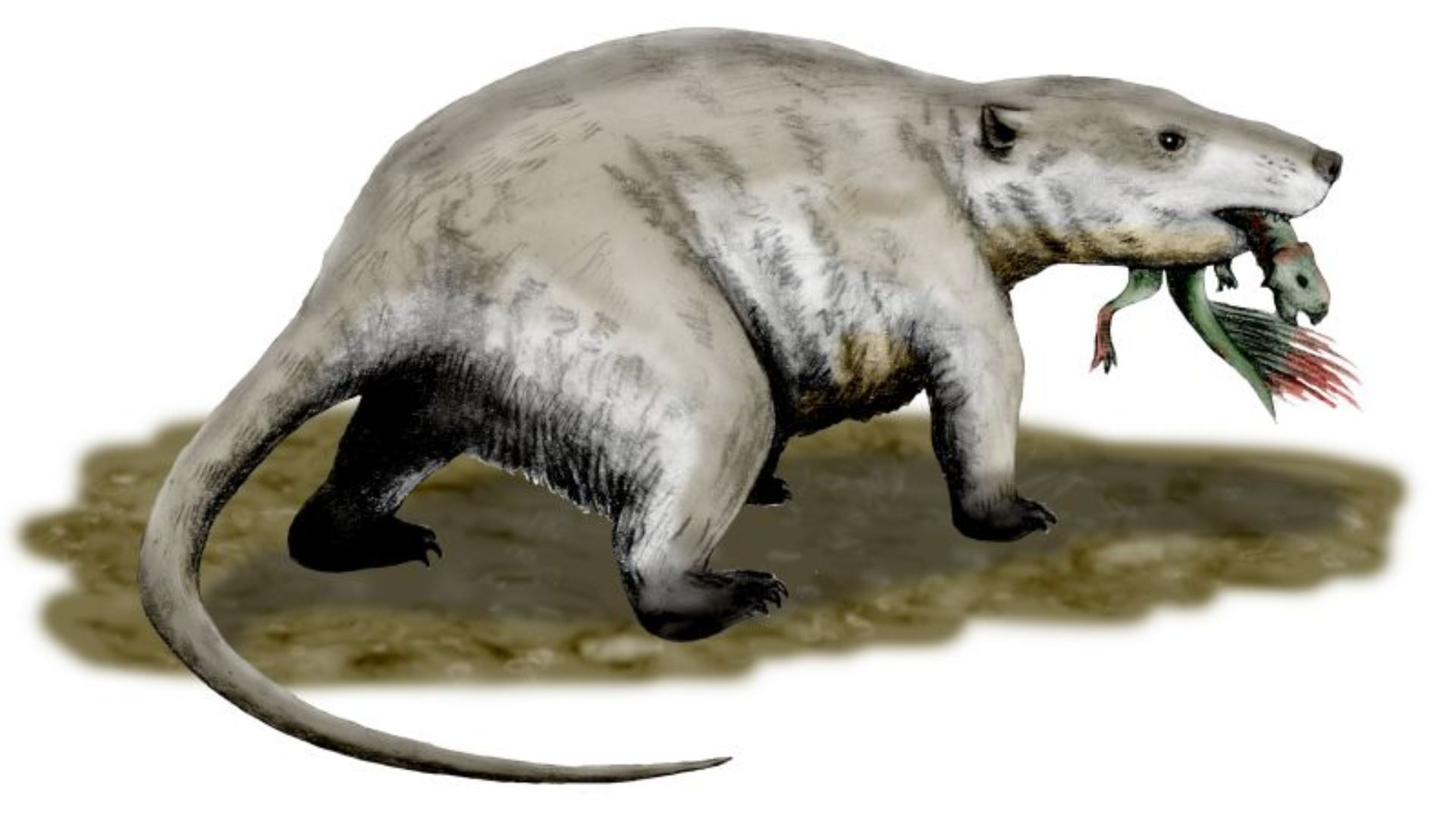 2. Repenomamus